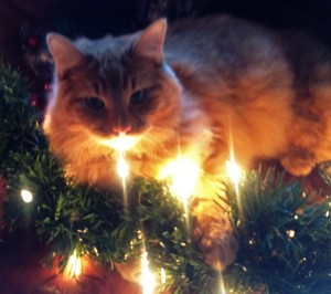 Butterscotch helps me wrap the lights for the garland